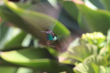 Mummingbird coming towards