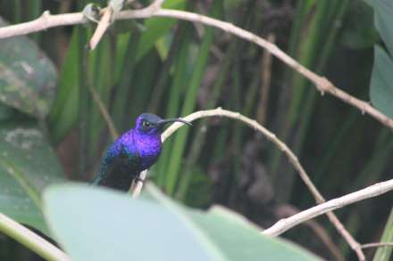 Purple humming bird on branch