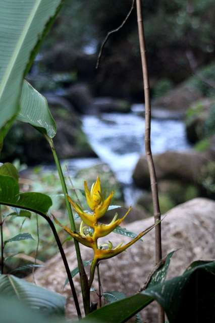 Yellow plant & river